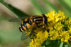 Helophilus neoaffinis