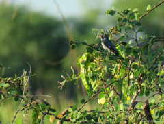 Sporophila albogularis