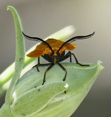 Neoalbertia constans