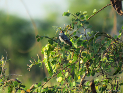 Sporophila albogularis
