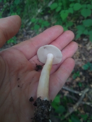 Austroboletus gracilis