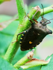 Pentatoma rufipes