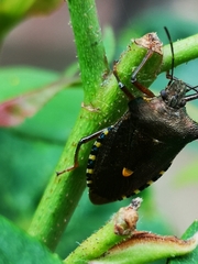 Pentatoma rufipes
