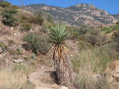 Yucca madrensis