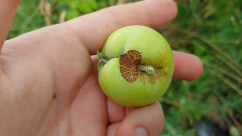 Malus ioensis