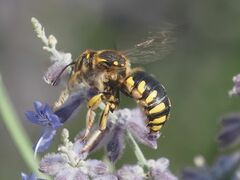 Anthidium florentinum