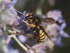 Anthidium florentinum