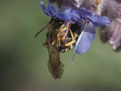 Halictus