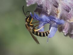 Halictus