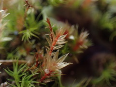 Ptychostomum pallens