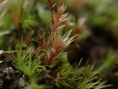 Ptychostomum pallens