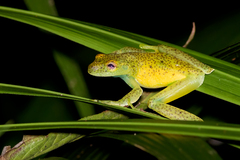 Aplastodiscus ehrhardti