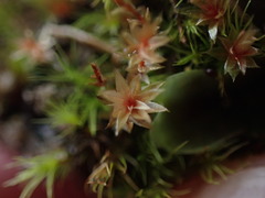 Ptychostomum pallens