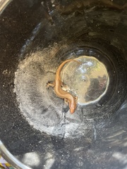 Plestiodon inexpectatus