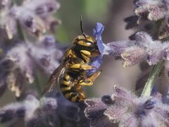 Anthidium florentinum