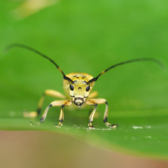 Saperda ocelota