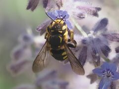 Anthidium florentinum