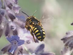 Anthidium florentinum