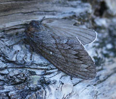 Gloveria arizonensis