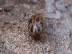 Stilodes duodecimmaculata