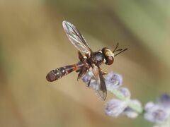 Physocephala vittata