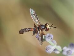 Physocephala vittata