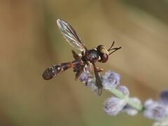 Physocephala vittata
