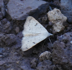 Hemeroplanis punitalis