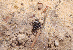 Dendryphantes mordax