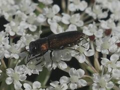 Anthaxia umbellatarum