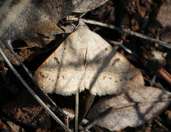 Hemeroplanis punitalis