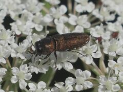 Anthaxia umbellatarum
