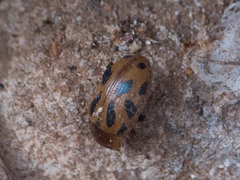 Stilodes duodecimmaculata