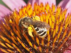 Halictus