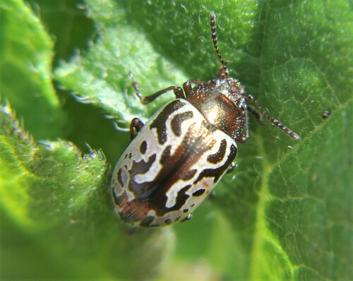 Calligrapha piceicollis
