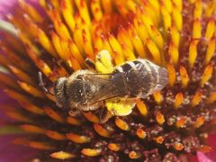 Halictus