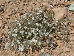 Sabulina nuttallii