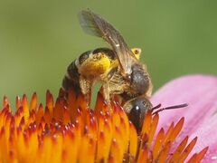 Halictus