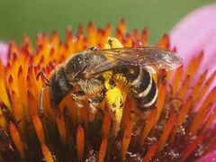 Halictus