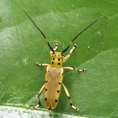 Saperda ocelota