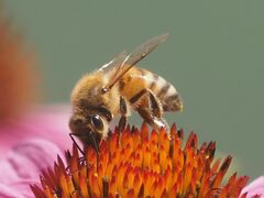 Apis mellifera
