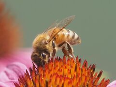 Apis mellifera