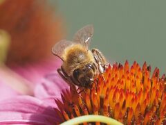 Apis mellifera