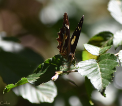 Oxeoschistus tauropolis tauropolis