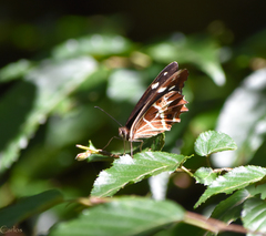 Oxeoschistus tauropolis tauropolis