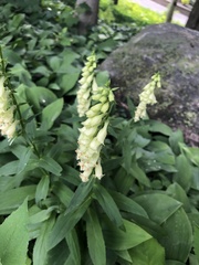 Digitalis lutea
