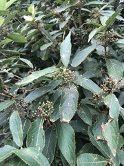 Callicarpa tikusikensis