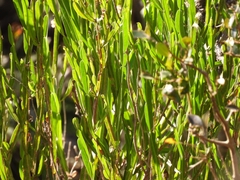 Baccharis trimera