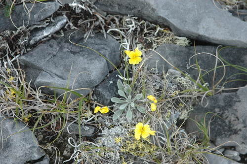 Image of Physaria calderi by (c) Syd Cannings, some rights reserved (CC BY)