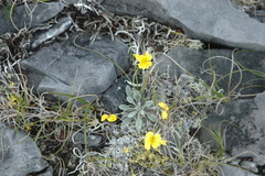 Physaria calderi